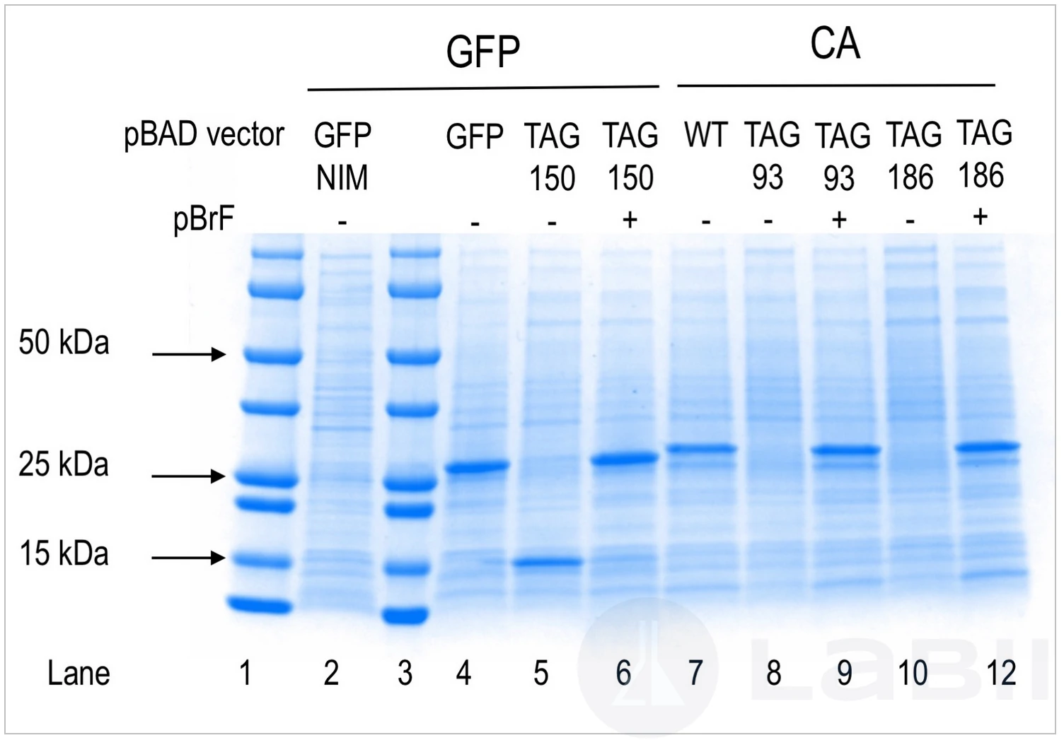 Read-only view of Filerobot Image Editor showing an annotated gel electrophoresis image
